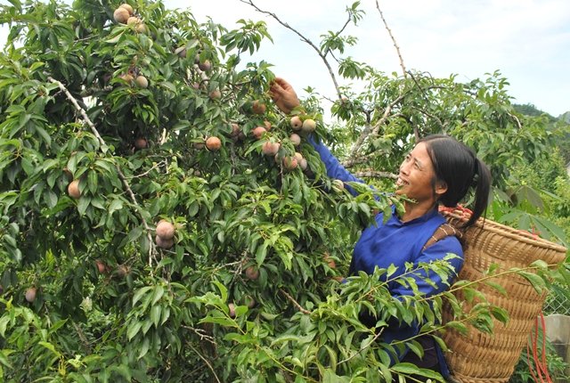 Bac Ha tro minh doi thay nho nguon von uu dai von uu dai1 1528973627 width640height430