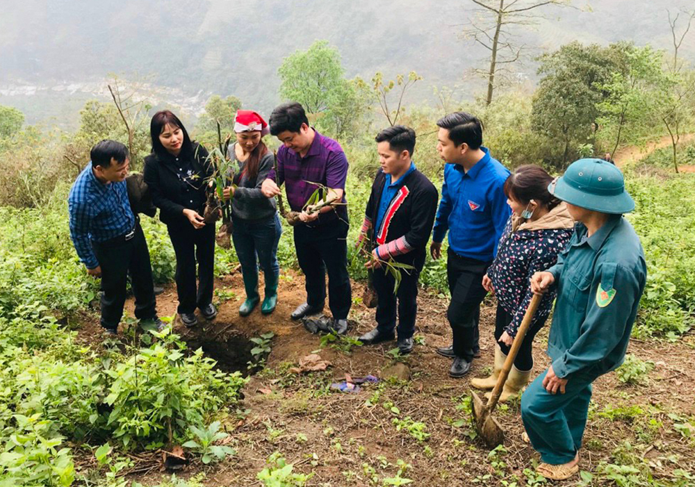 Cây măng bói được trồng thí điểm tại thôn Bản Cam.                                      (ảnh chụp trước ngày 27/4/2021)