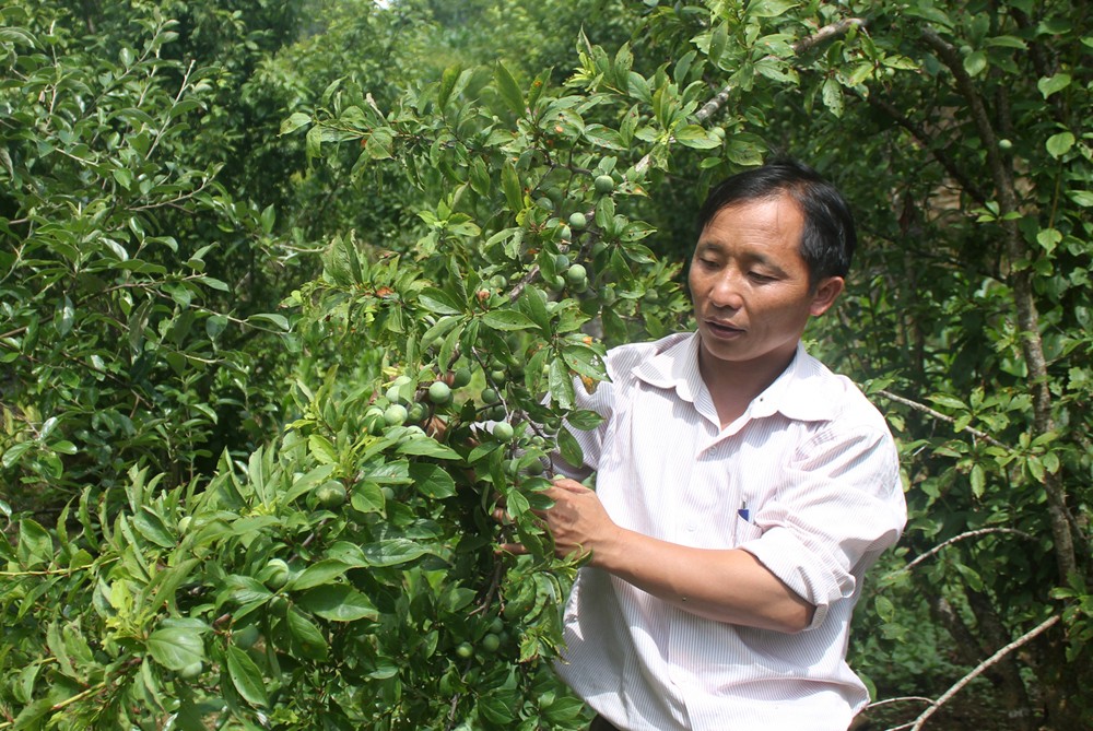 Nông dân Si Ma Cai chăm sóc cây mận đặc sản.