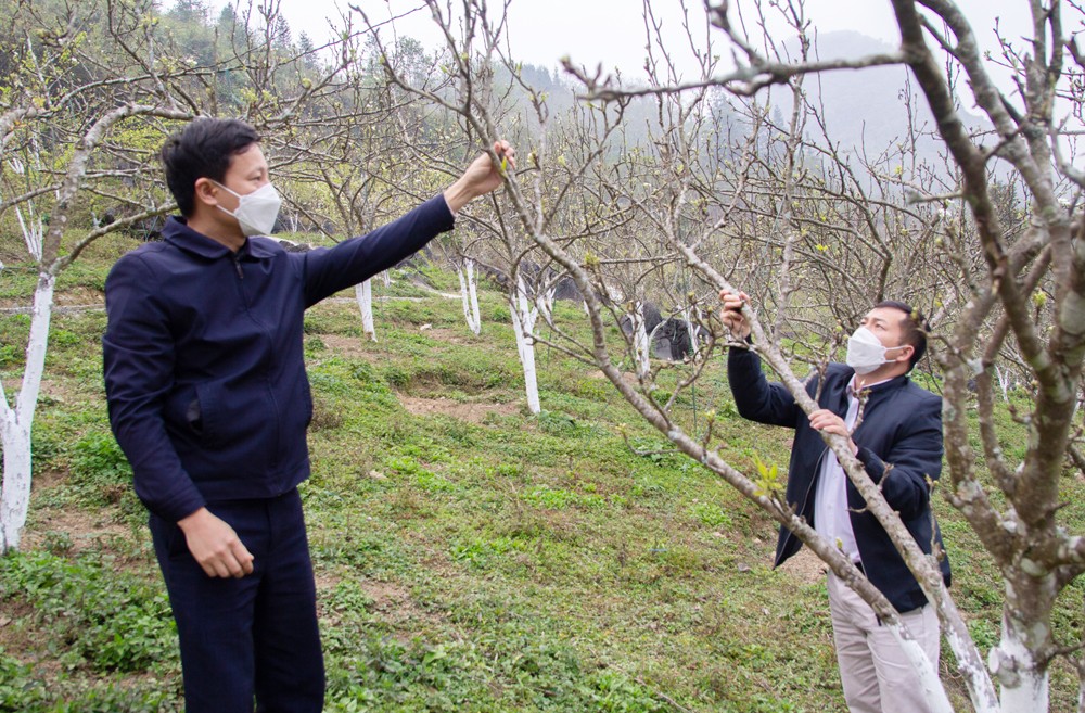 Hướng dẫn kỹ thuật chăm sóc cây ăn quả ôn đới cho người dân Si Ma Cai.